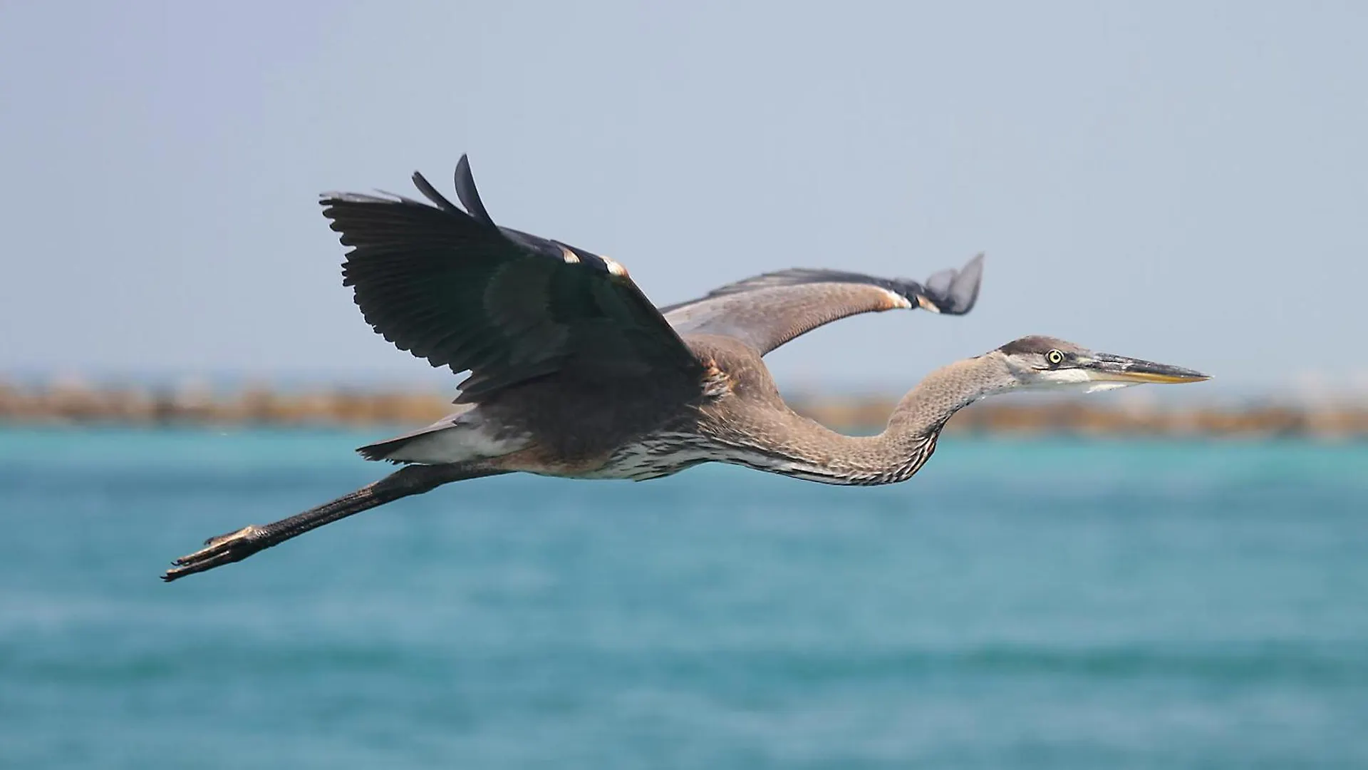 Das Beach Haus By Gulf Tide Vacation Rentals Destin